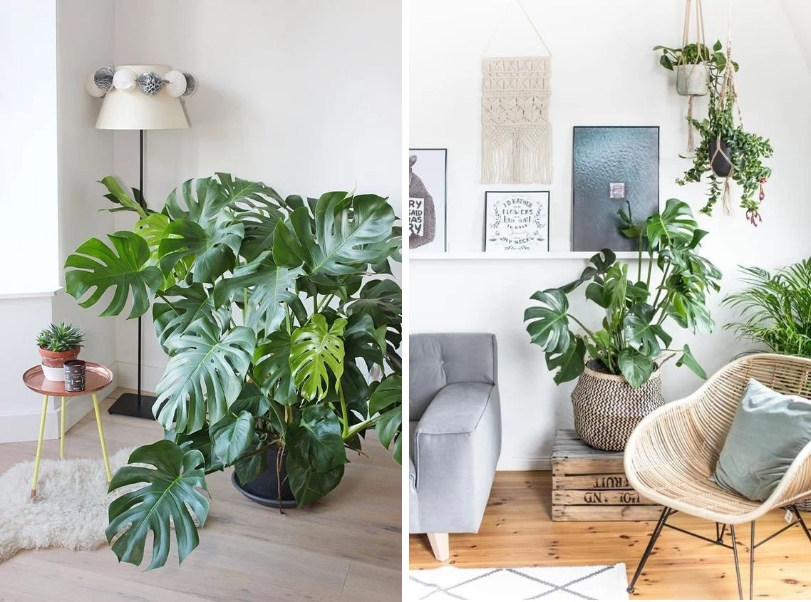 Monstera - plantas populares en maceta