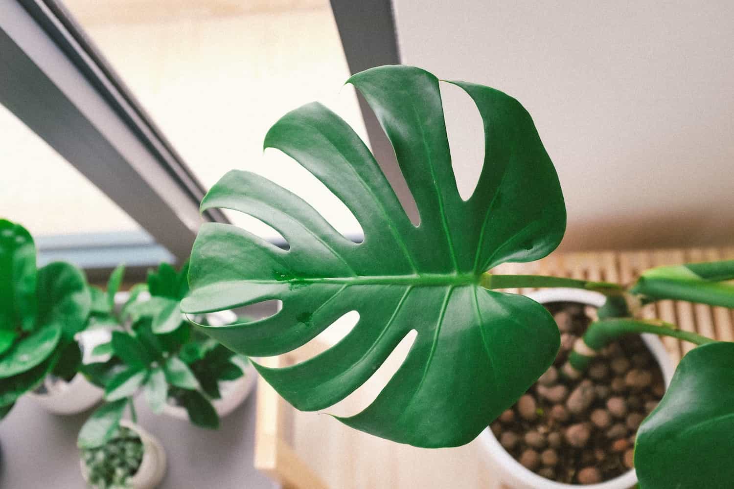 Monstera Blatt - Zimmerpflanzen