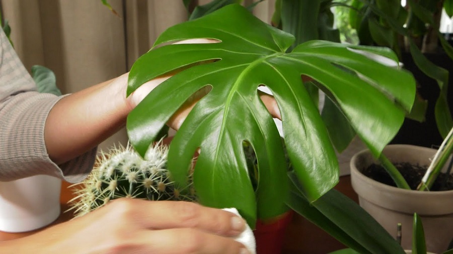 Plantas venenosas para los perros - monstera