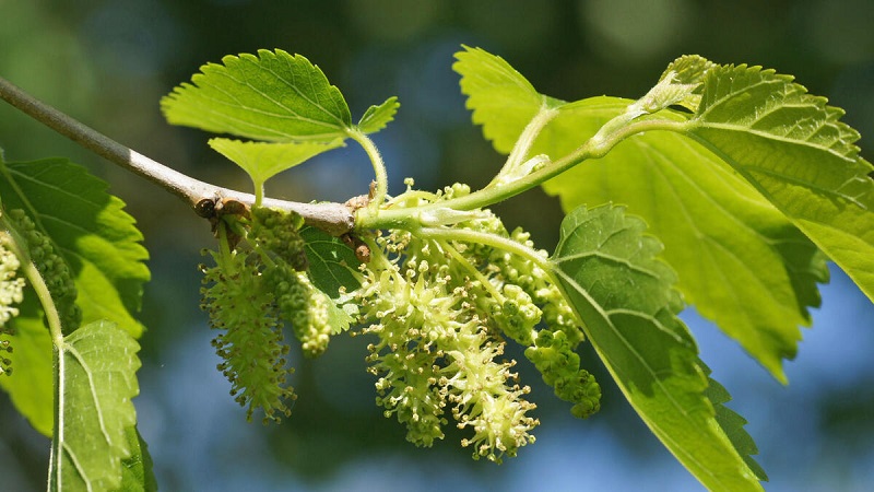 Mûrier noir - de quelle espèce d'arbre s'agit-il ?