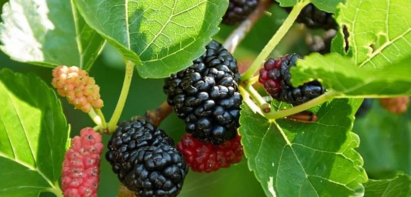 ¿Qué recetas con moras negras merece la pena probar?