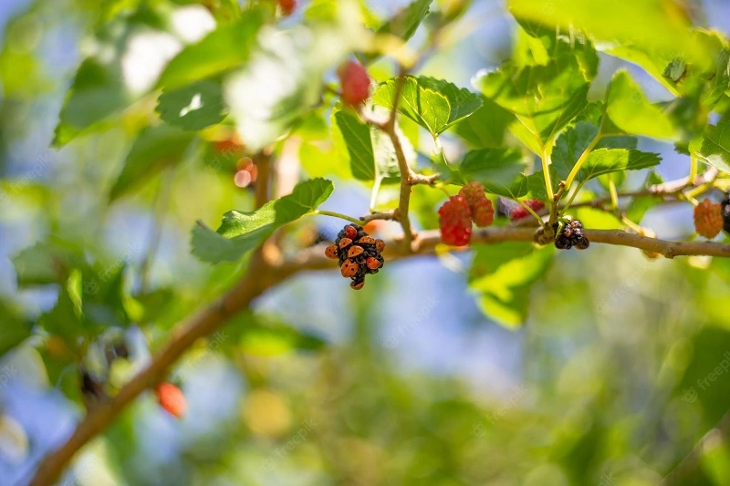 Black mulberry tree – watering