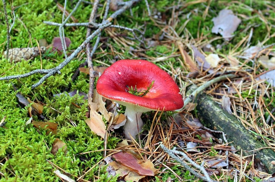 Tipps für die Pilzsuche - kann man alle Pilze ernten?