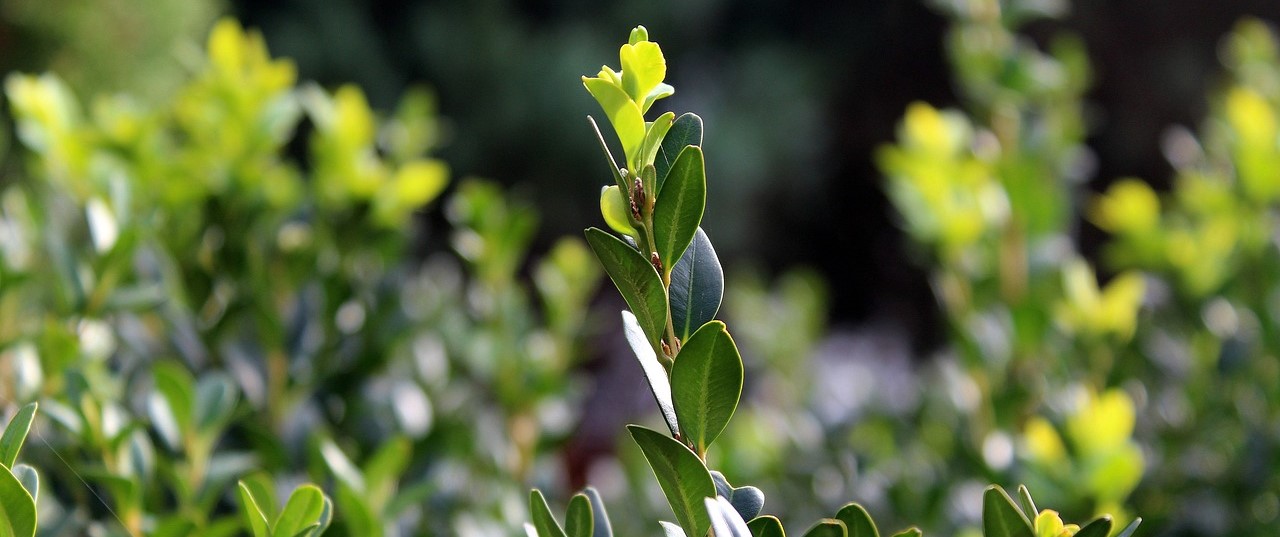 Plantas decorativas de jardín - arbustos de hoja