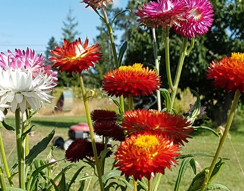 Las variedades de flor de paja más populares