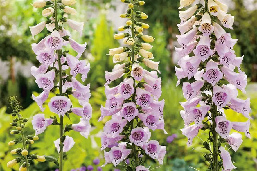 Dedalera común (Digitalis purpurea)