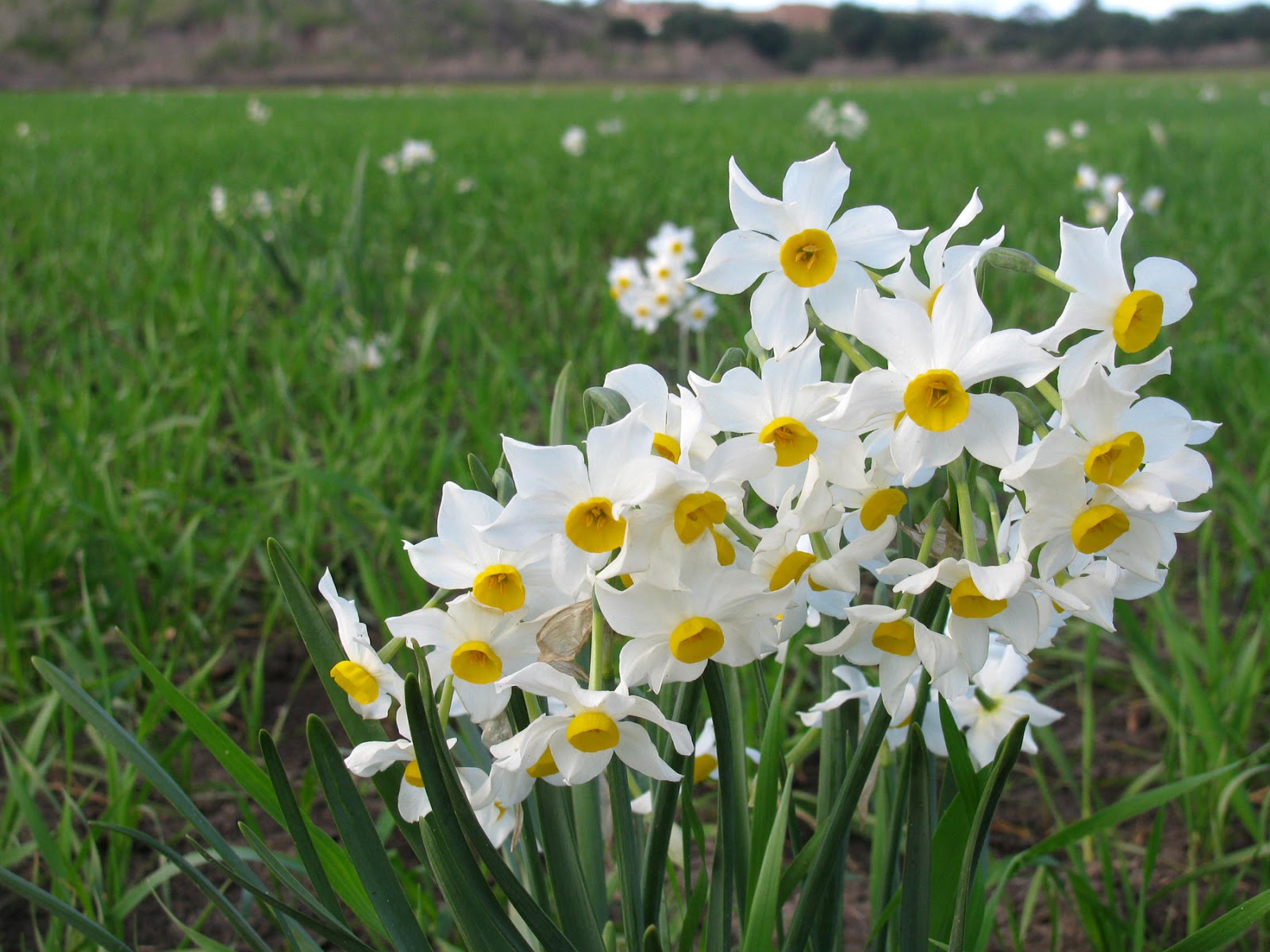 Narcisi - fiori primaverili conosciuti anche come narcisi