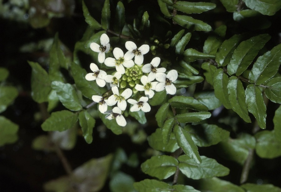 Brunnenkresse (Nasturtium officinale W. T. Aiton)