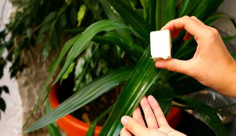 L'engrais à base de levure - quelles plantes en bénéficient ?