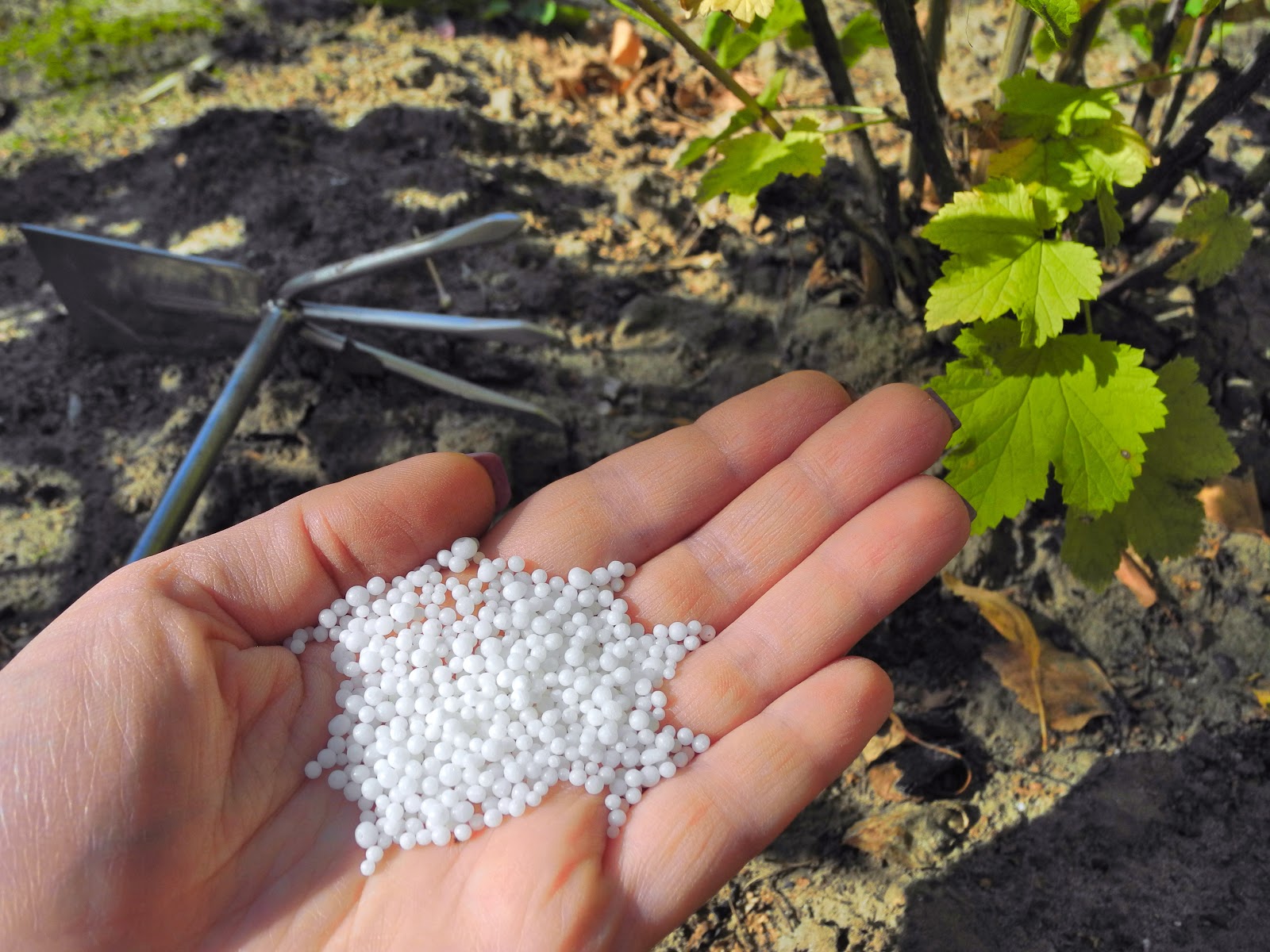 Qual è il terreno migliore per coltivare le fragole?