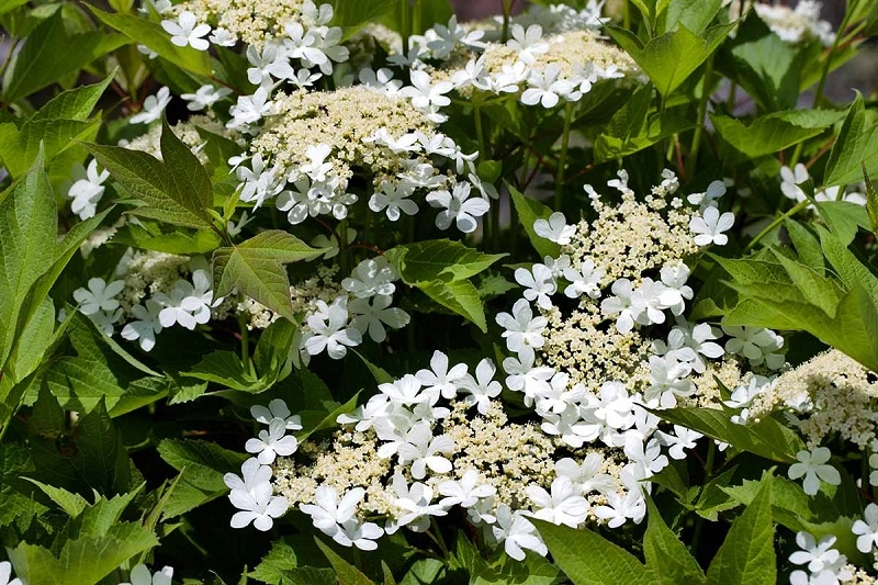 Rosier de Gueldre - arrosage et fertilisation