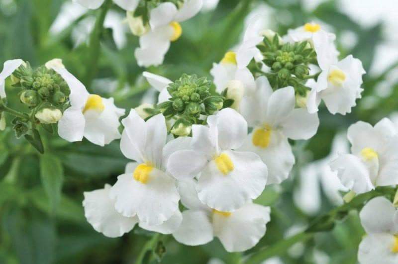 ¿Cómo se propaga la nemesia strumosa?