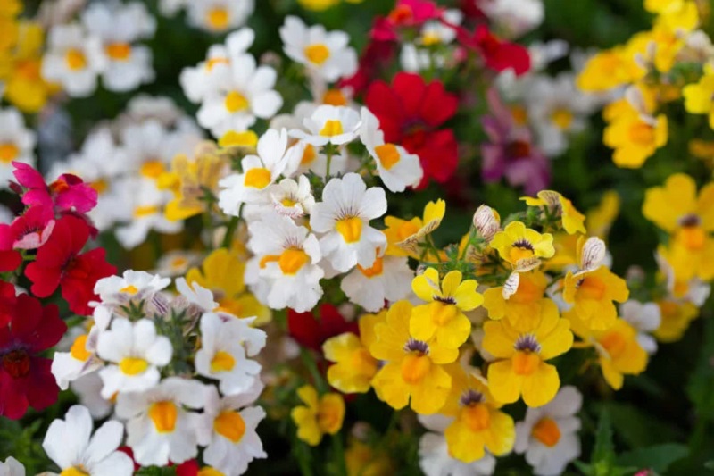 Cultivo de la nemesia: ¿cuál es la mejor ubicación para esta planta?