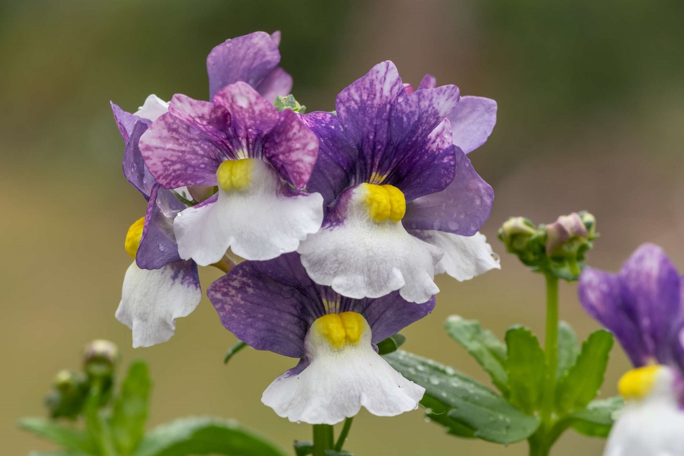 Guida alla Cura della Nemesia - Varietà, Semi, Parassiti, Malattie e Necessità