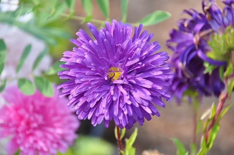 Aster de China (Callistephus chinensis)