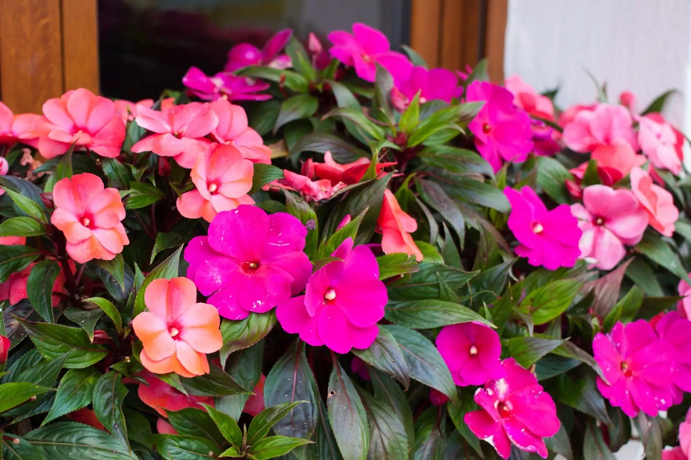 Guía de Cuidados de la Impatiens - Variedades, Colores, Requerimientos de la Planta