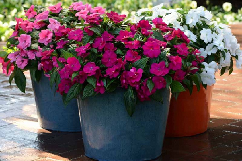 Comment tailler les impatiens ?