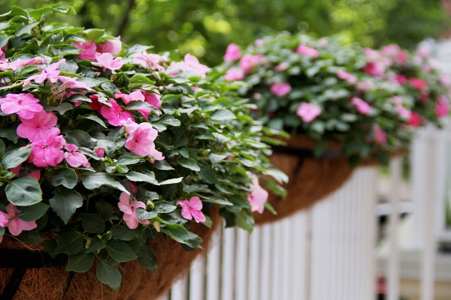 Impatiens - variétés populaires