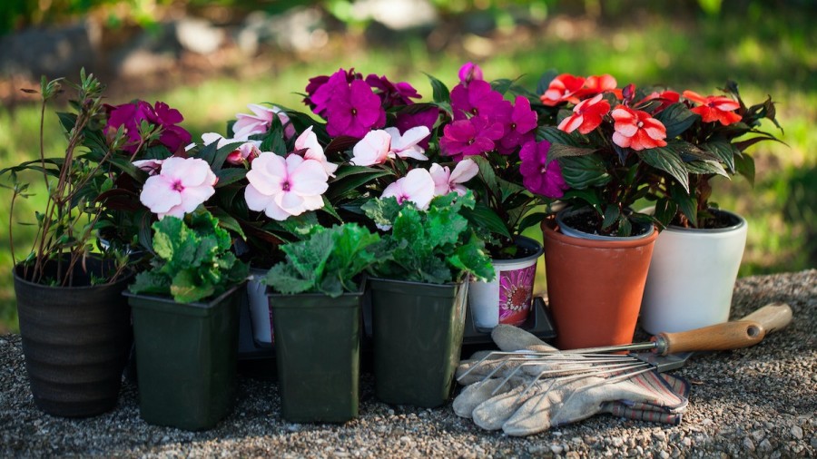 Las necesidades más importantes de una planta impatiens