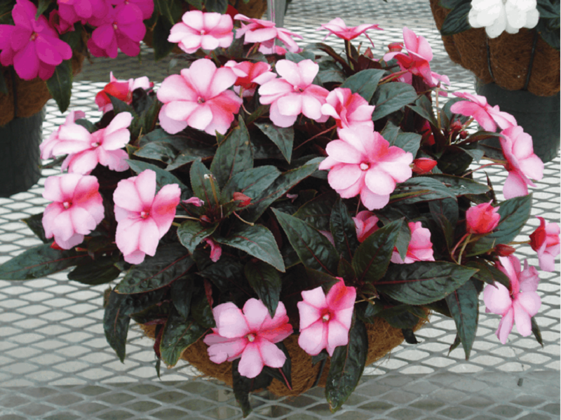 Impatiens - quel genre de plante est-ce ?