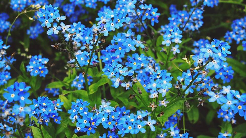 Nontiscordardime - fiori da balcone