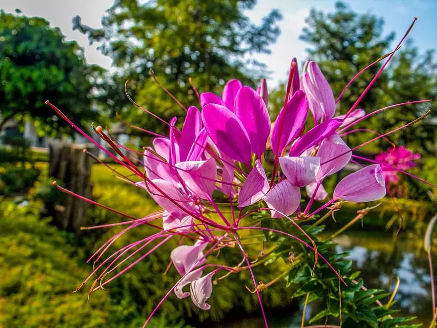 La flor de araña espinosa (Cleome spinosa)