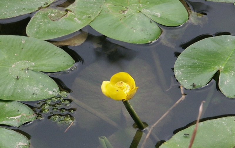 Zwerglachs (Nuphar lutea)