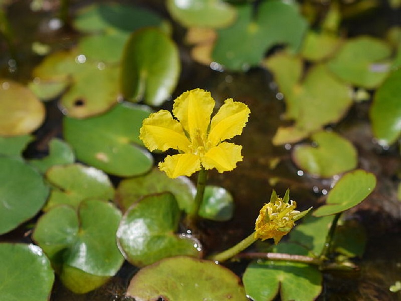 Corazón flotante amarillo (Nymphoides peltata)