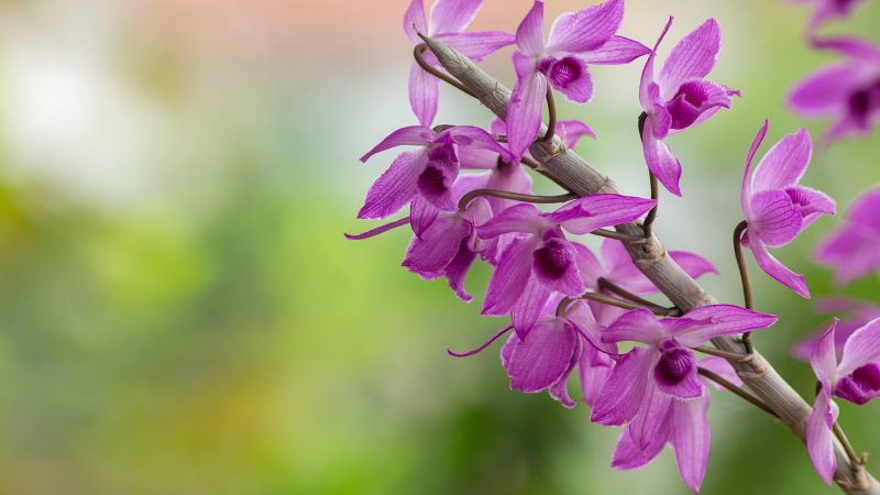 ¿Hay algún tipo de flor de orquídea que sea fácil de cultivar?