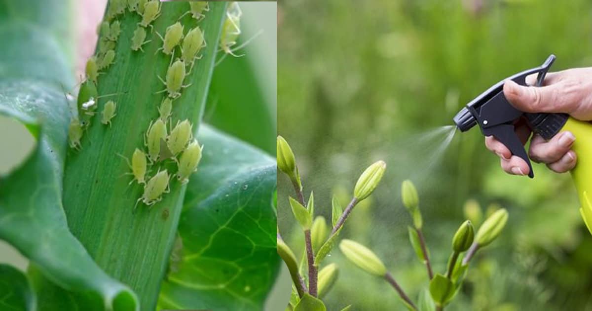 Comment tuer les pucerons avec du vinaigre ?