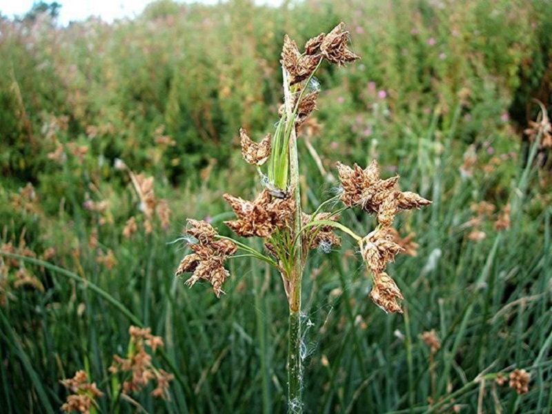 Enea lacustre (Schoenoplectus lacustris)