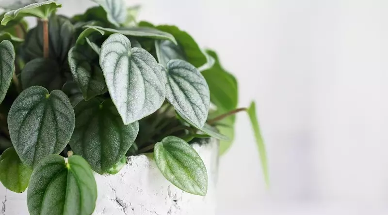 Peperomia - variedades notables