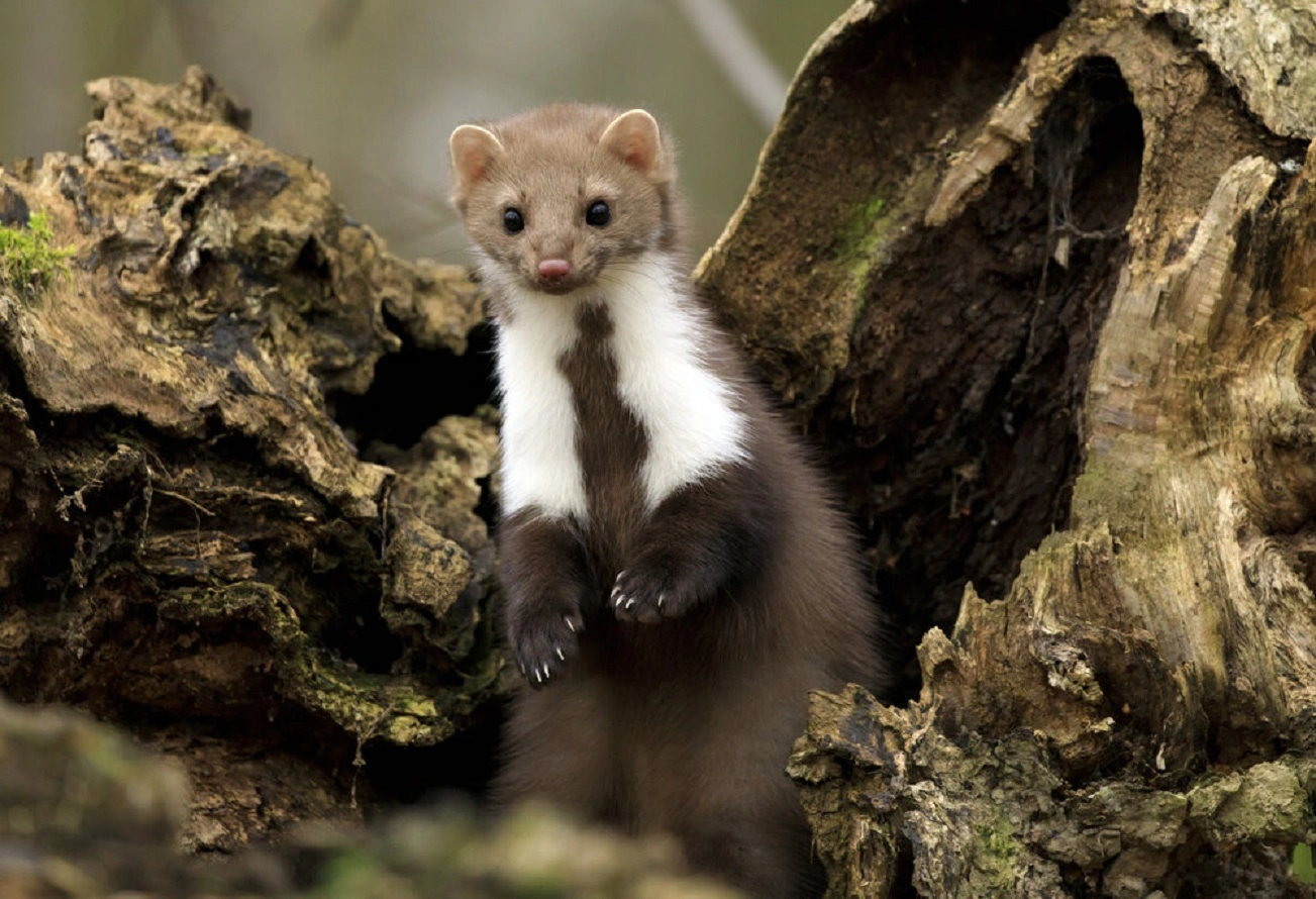 Best Marten Repellent - Check How to Keep Martens Away