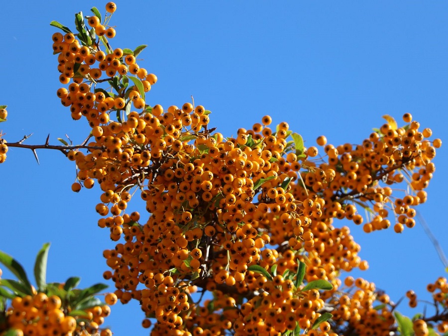 L'épine de feu écarlate : de quelle plante s'agit-il et à quoi ressemble-t-elle ?