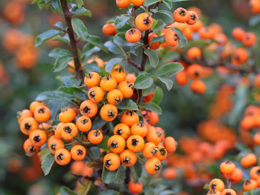 Espino de fuego escarlata - tasa de crecimiento