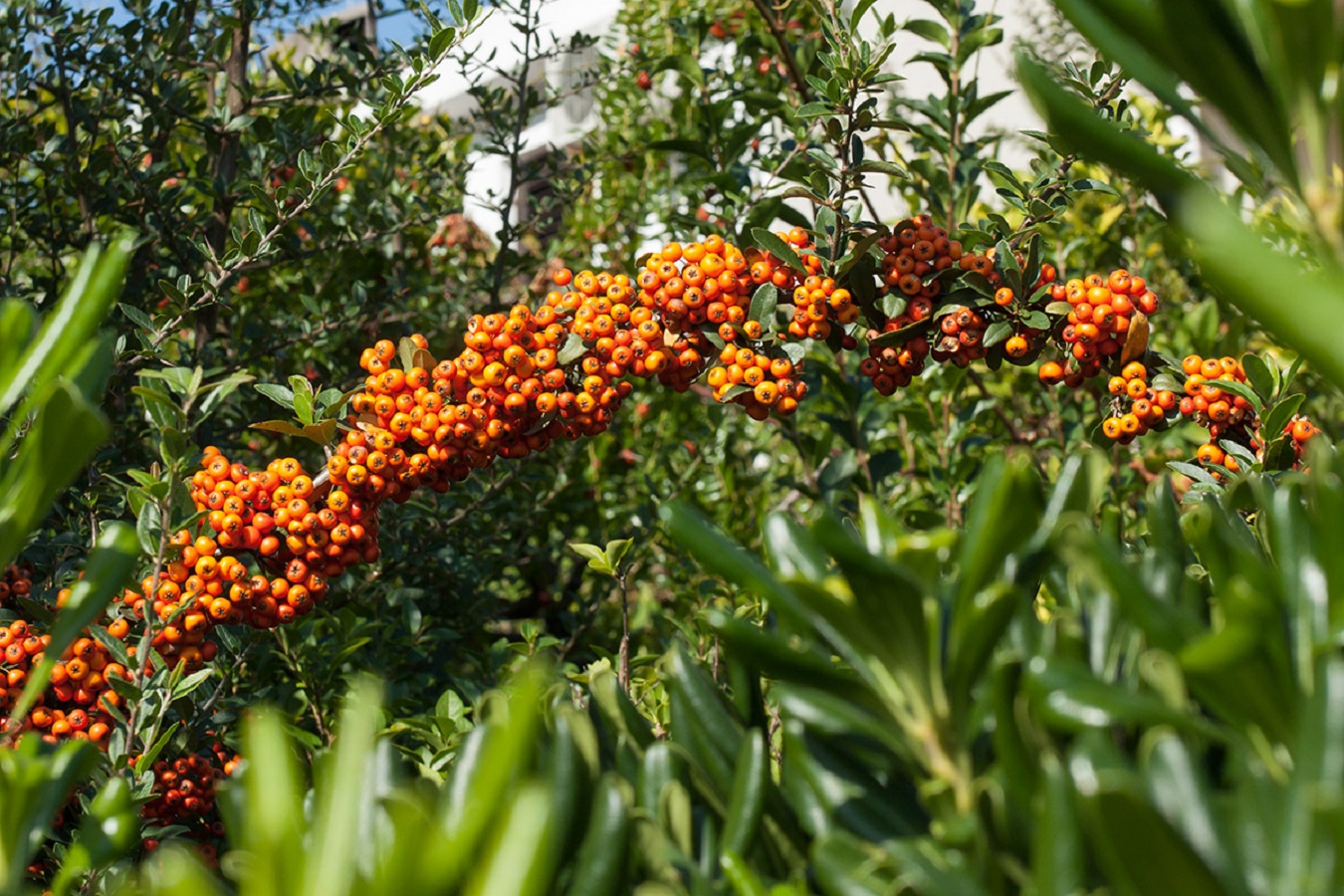 Piracanta - Cura, Esigenze e Malattie della Pyracantha Coccinea