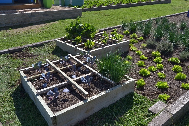 Huerto - plantas acompañantes