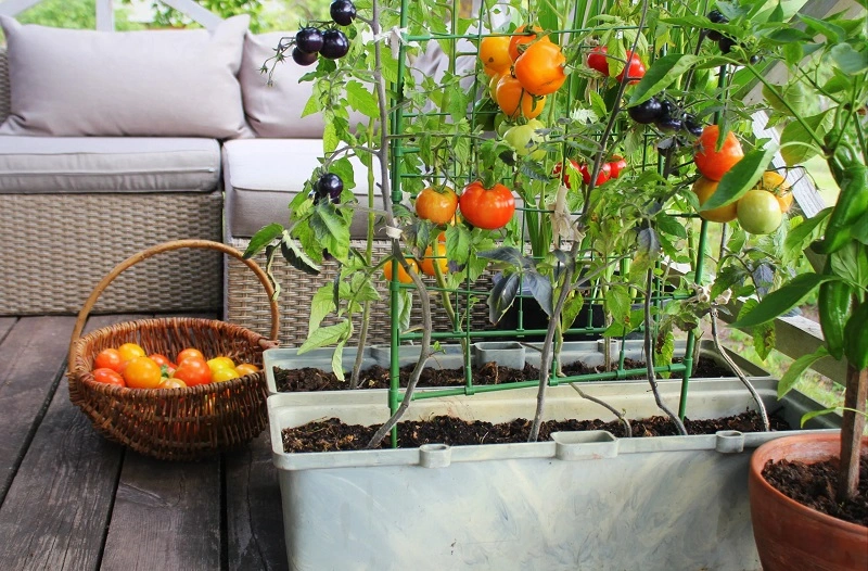 A small vegetable garden on a balcony