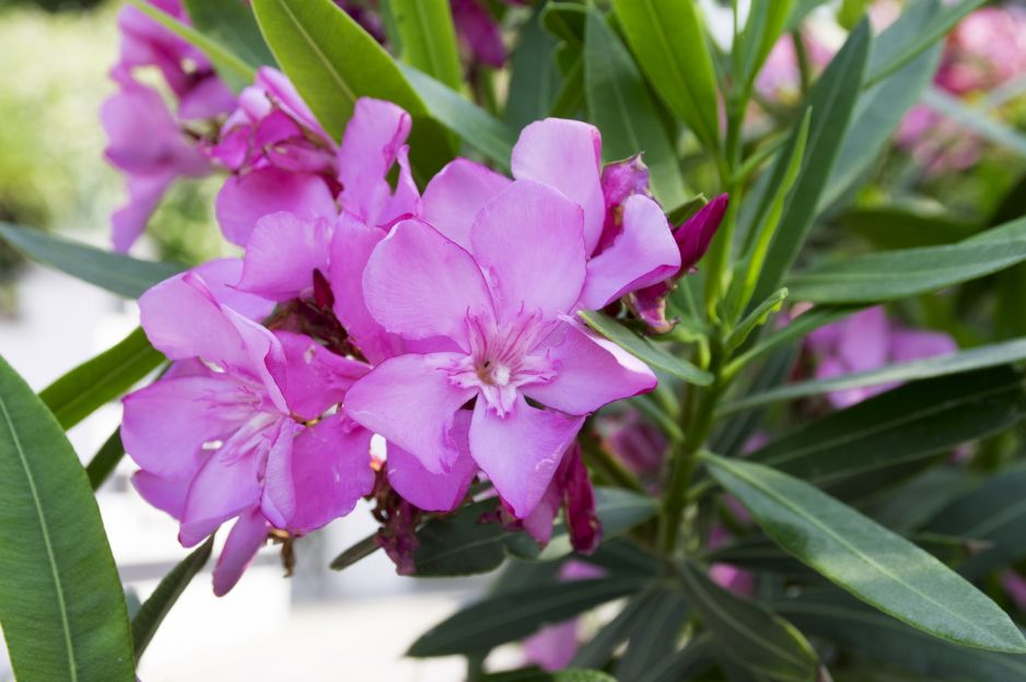 Adelfa - plantas desafiantes para el alféizar de la ventana