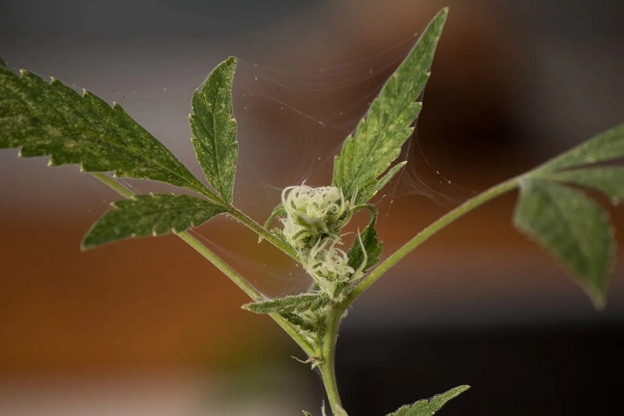 Come sbarazzarsi degli acari del ragno usando l'olio?