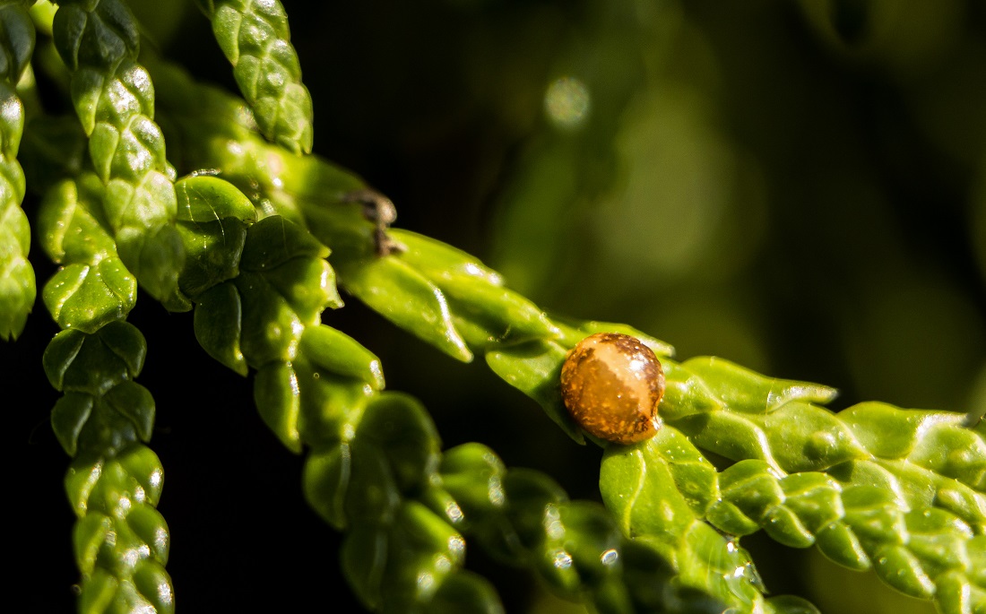 Thuja trees - little-known properties