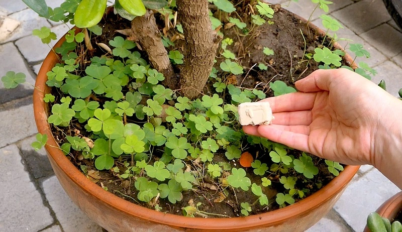 Abono de levadura para plantas - alimento natural para plantas