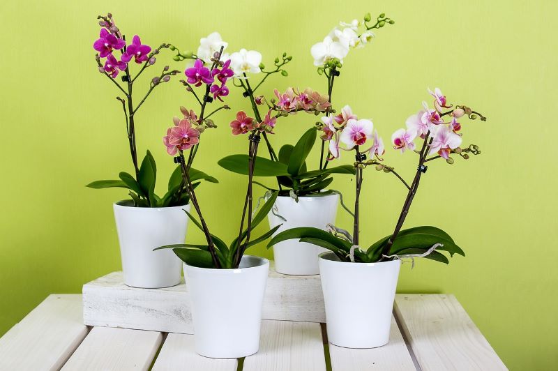 Orquídeas... plantas en maceta que deleitan a todos