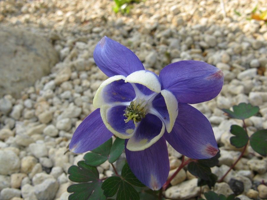 Colombina en abanico (Aquilegia flabellata)