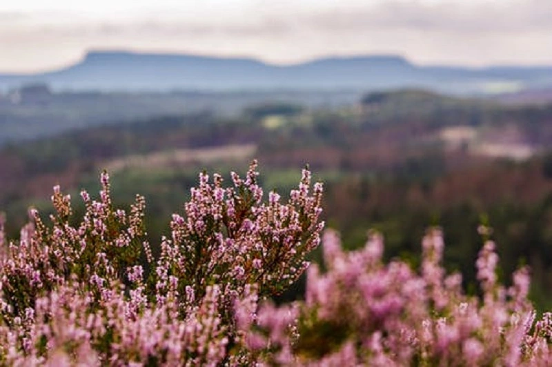 Gewöhnliches Heidekraut (Calluna vulgaris)