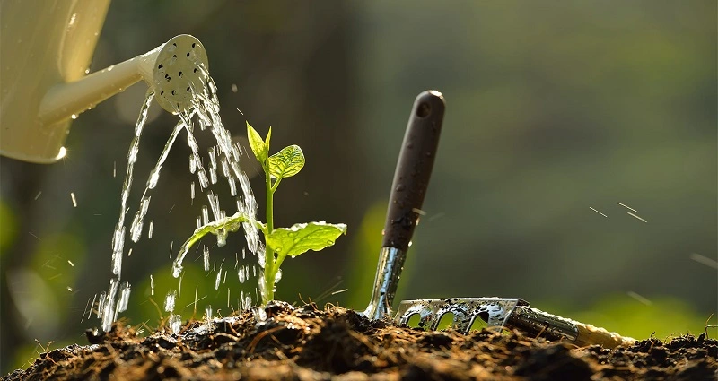 Conserving water in the yard