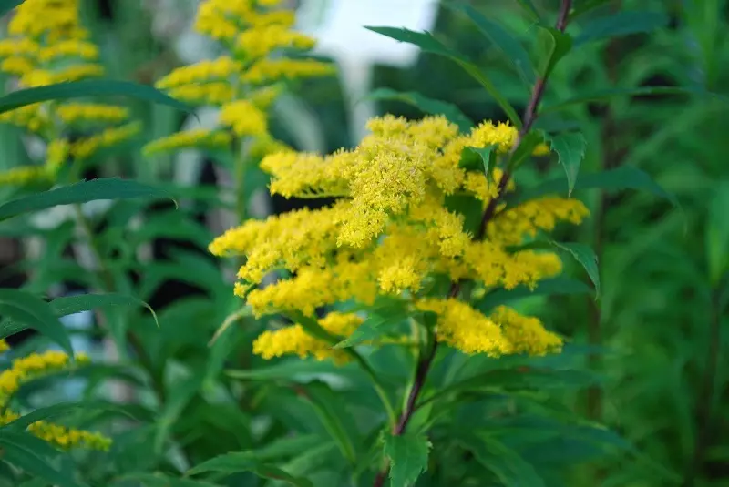 Vara de oro (Solidago hybrida)