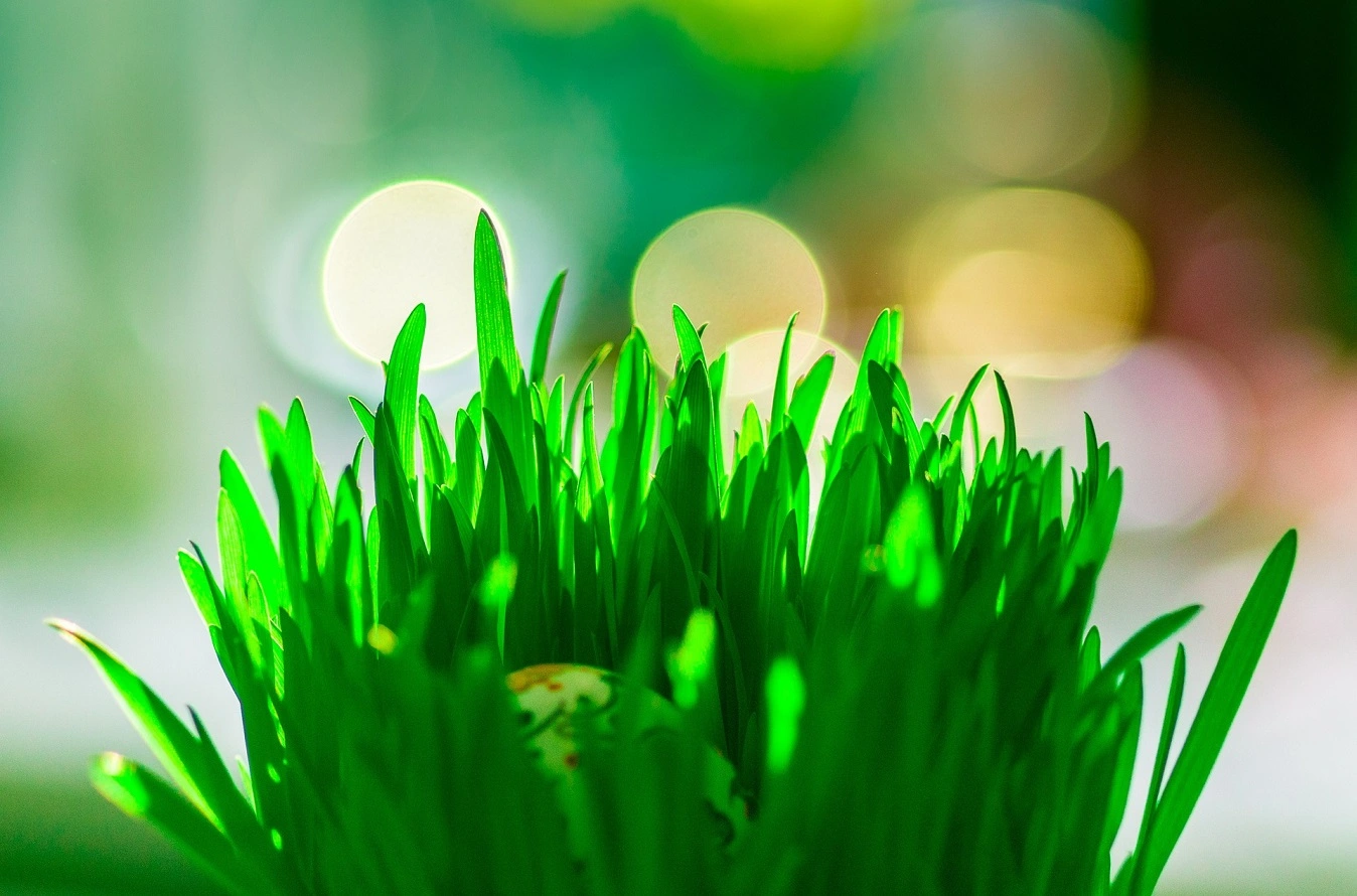 Véritable Herbe de Pâques - Apprenez à Cultiver l'Herbe de Pâques pour les Paniers