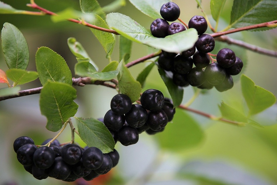 Bayas de aronia: ¿qué son y por qué hay que consumirlas?