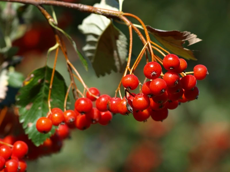 Le bacche della rosa di Guelder sono velenose?